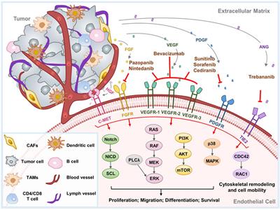 Anti-angiogenic therapy in ovarian cancer: Current understandings and prospects of precision medicine